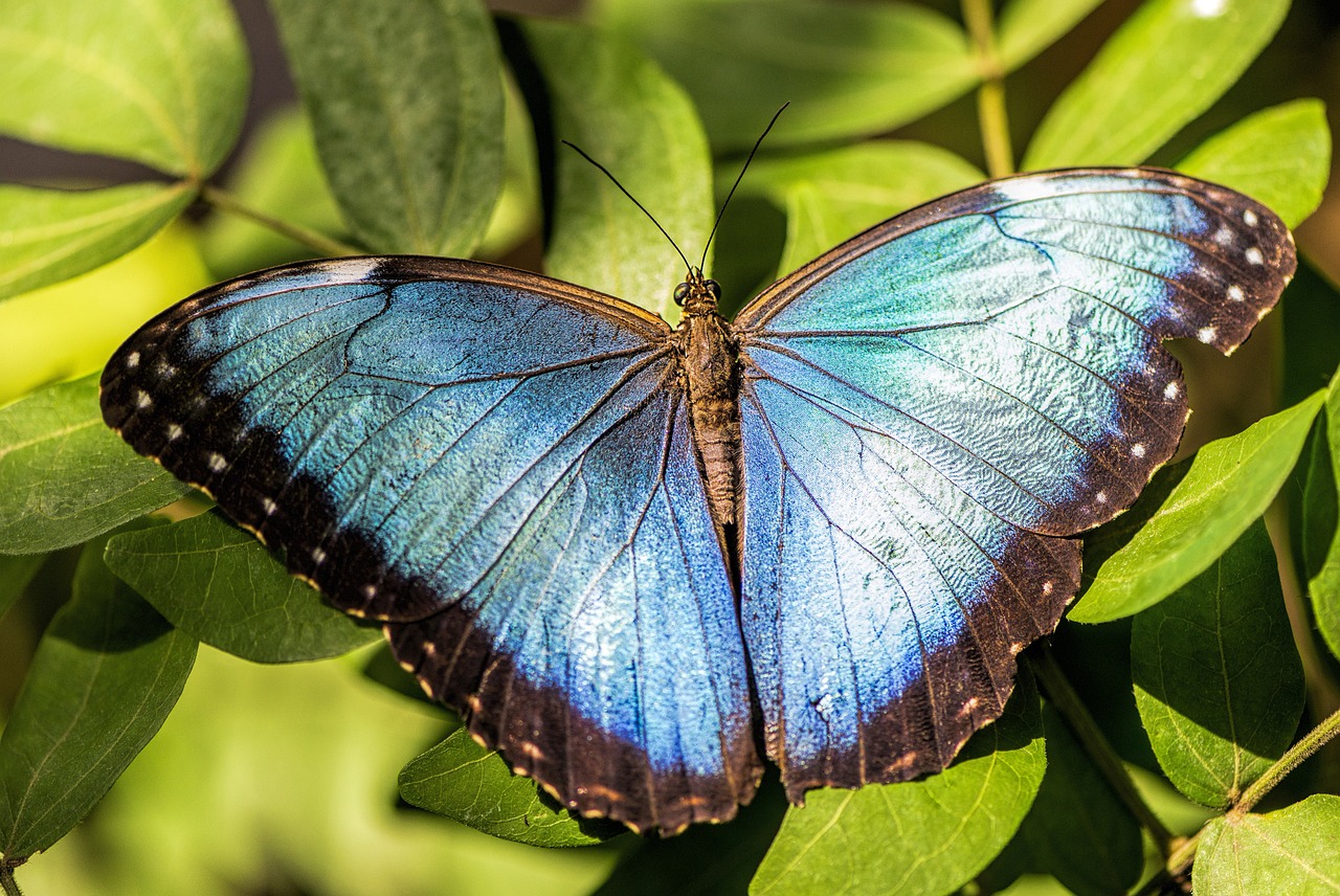 a blue butterfly sitting on top of green leaves, a macro photograph, shutterstock, arms stretched out, high detail 4 k, iridescent wings, stock photo