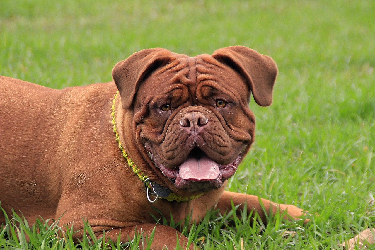 a brown dog laying on top of a lush green field, a portrait, pixabay, renaissance, wrinkled big cheeks, peter griffin in real life, beefy, reddish