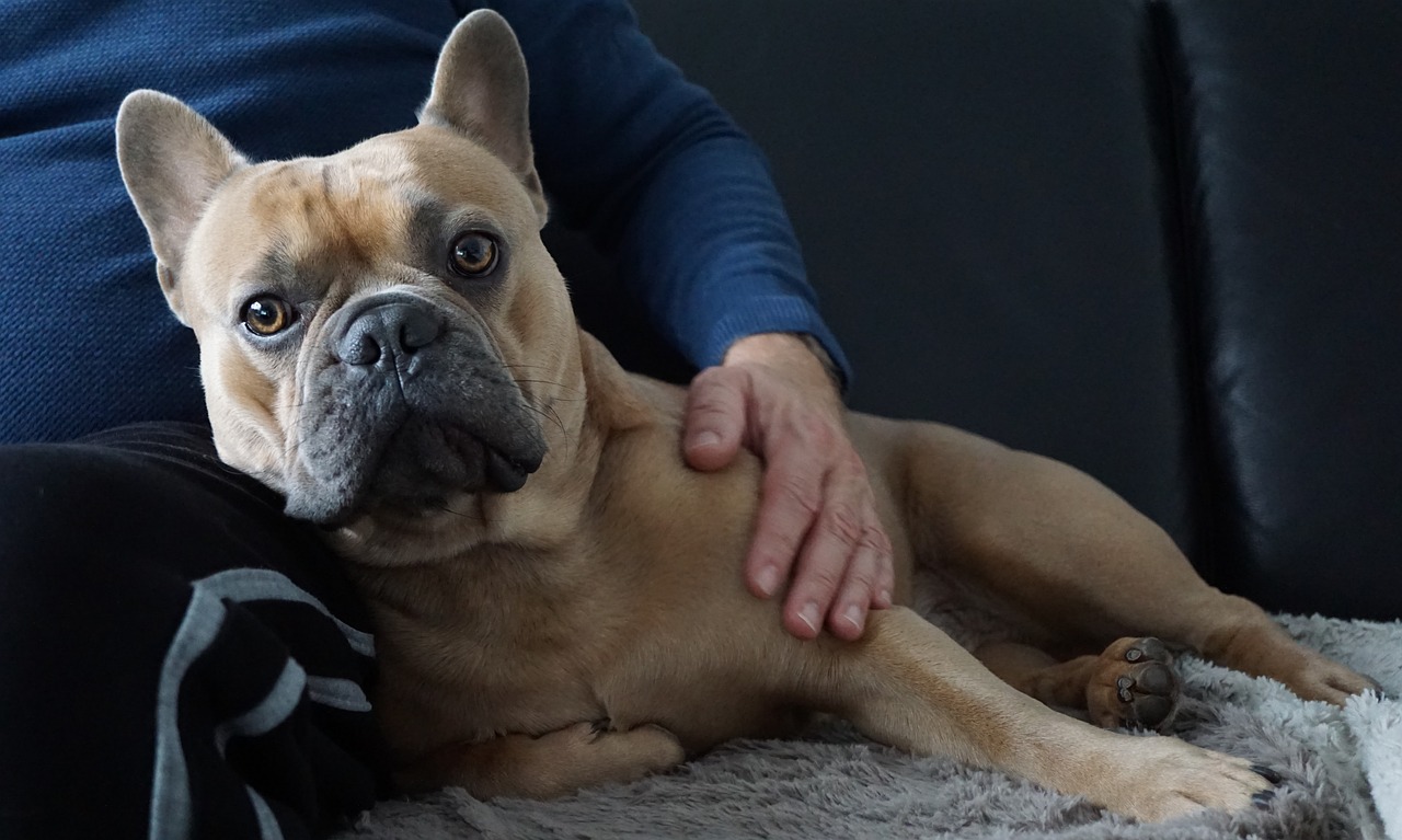 a close up of a person sitting on a couch with a dog, by Emma Andijewska, pexels, hyperrealism, french bulldog, hugging his knees, wrinkles and muscles, holding an epée