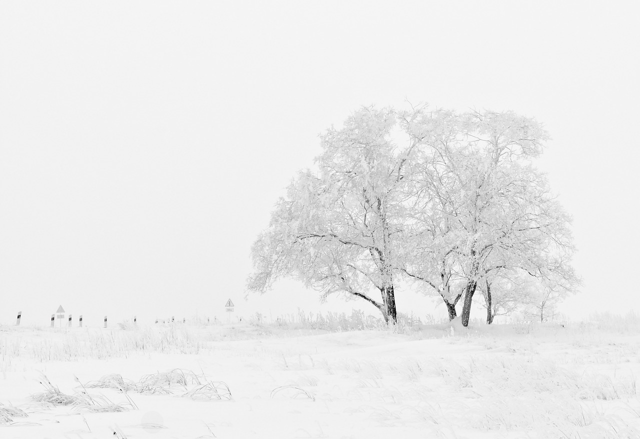 a couple of trees that are standing in the snow, a photo, by Matthias Weischer, all white, fargo, prairie, computer wallpaper