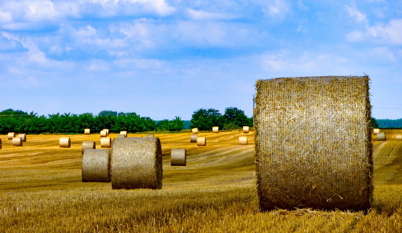 hay bales in a field with trees in the background, unsplash, digital art, avatar image, computer wallpaper, round-cropped, hd phone wallpaper