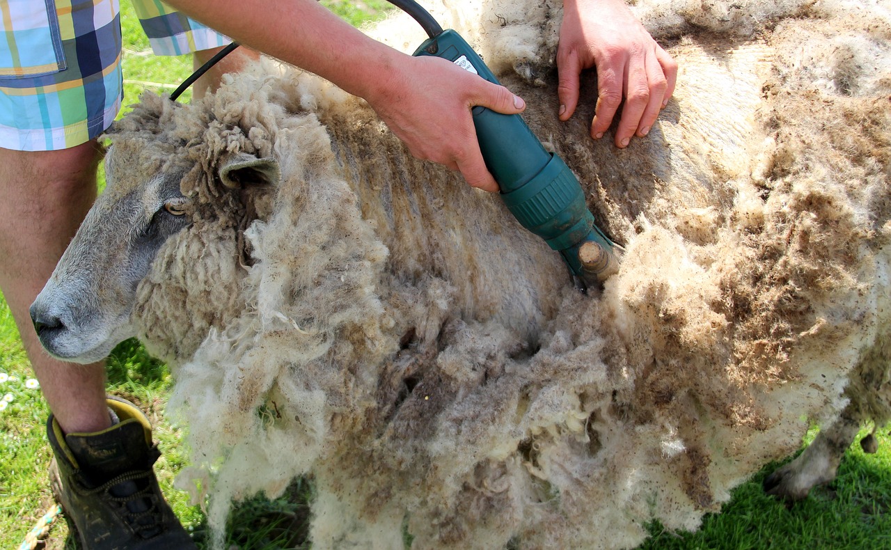 a close up of a person petting a sheep, spray brush, filthy matted fur, mechanised, detailled light