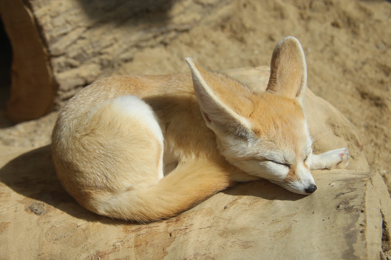 a fenne laying on top of a piece of wood, by Lorraine Fox, shutterstock, hurufiyya, fennec fox animal, with closed eyes, picture taken in zoo, lie on a golden stone