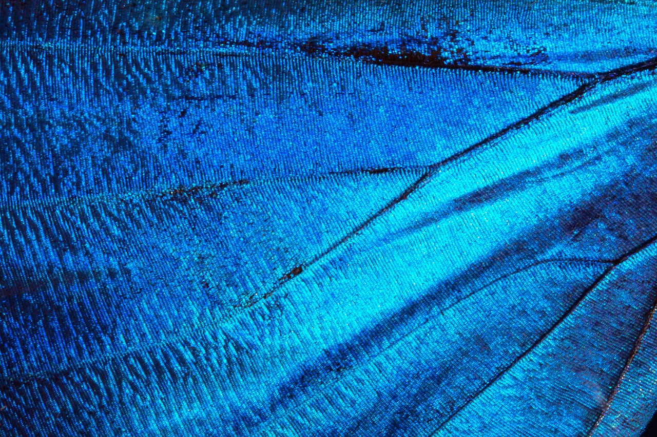 a close up of a blue butterfly wing, a macro photograph, by Samuel Birmann, lyrical abstraction, 8k fabric texture details, refracted sparkles, seams stitched tightly, phone photo