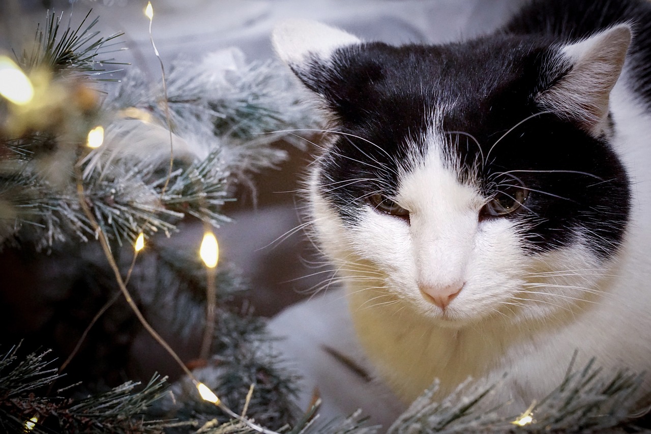 a black and white cat sitting next to a christmas tree, a portrait, pixabay, closeup 4k, white lights, avatar image, discovered photo