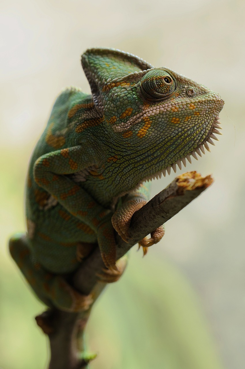 a close up of a chamelon on a branch, a photo, by Matija Jama, pexels, sumatraism, chameleon, on his hind legs, photorealistic ”, 🦩🪐🐞👩🏻🦳