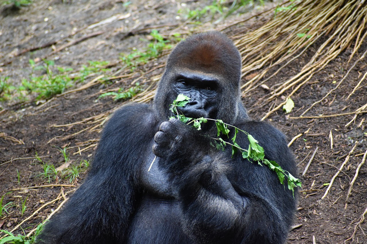 a close up of a gorilla eating a plant, flickr, museum quality photo, kumamoto, dinner is served, very sharp photo