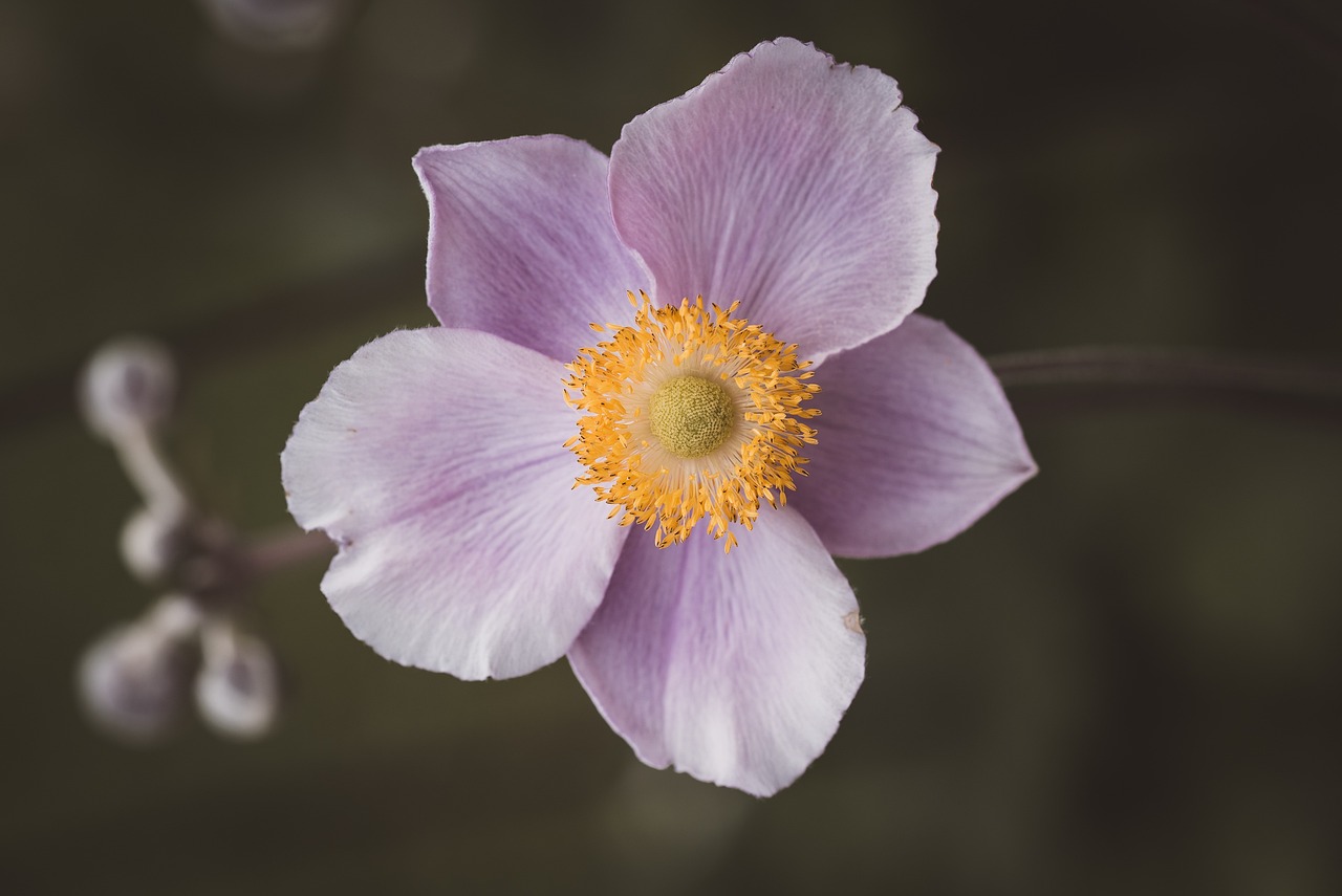 a close up of a flower with a blurry background, a macro photograph, anemone, intricate hyperdetail macrophoto, in muted colours, accurate detail