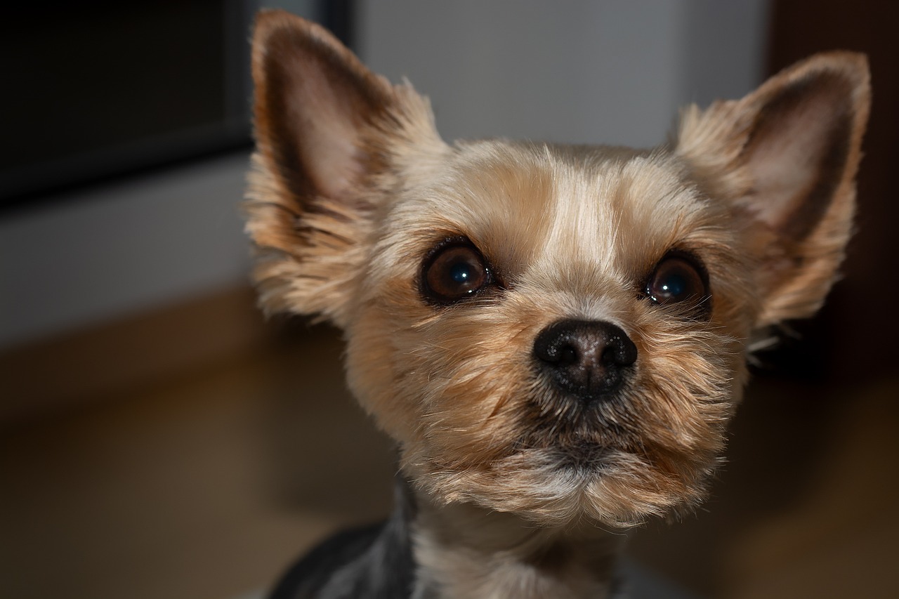 a small dog sitting on top of a wooden floor, a photo, shutterstock, photorealism, closeup at the face, yorkshire terrier, cinematic close shot, in focus face with fine details
