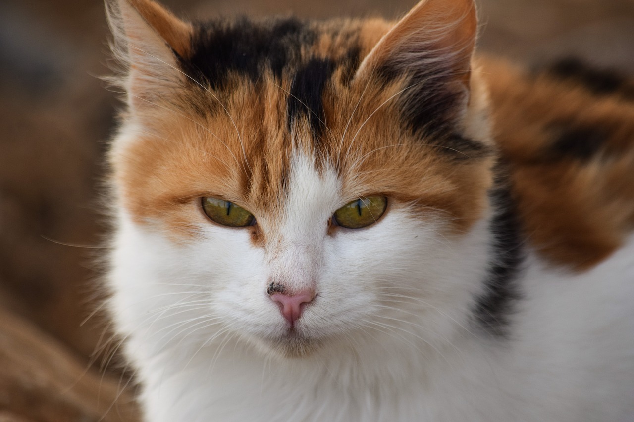 a close up of a cat with green eyes, a portrait, calico cat, angry look, closeup photo