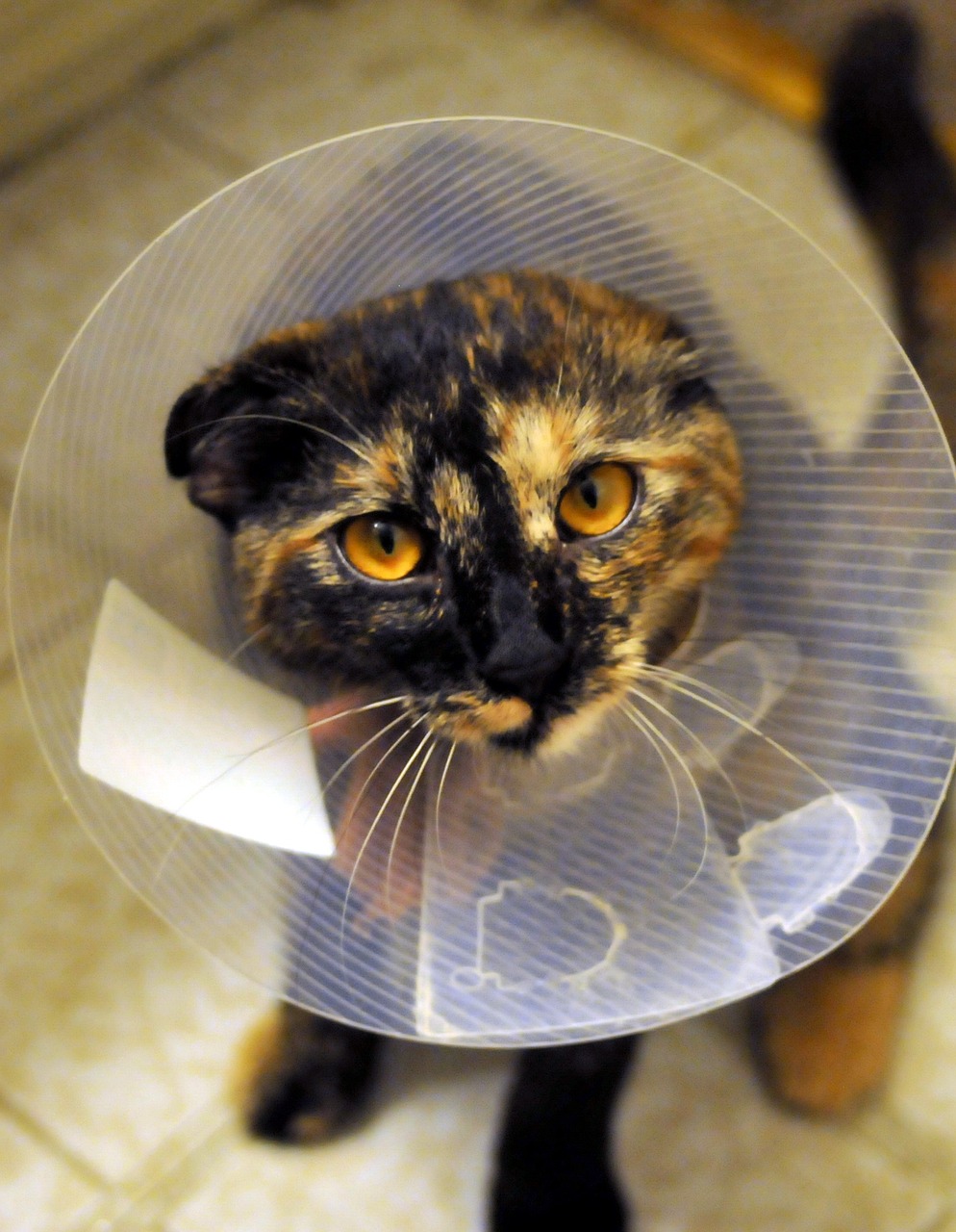 a cat with a cone on its head, by Joe Bowler, flickr, injured, her face in discs, photograph credit: ap, surgery