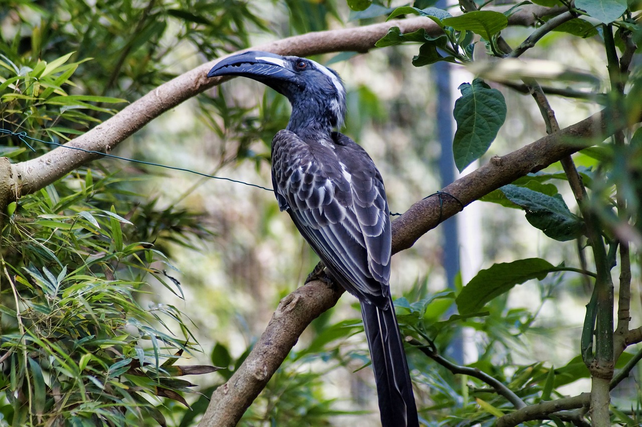 a bird sitting on top of a tree branch, a portrait, inspired by Charles Bird King, flickr, sumatraism, horn, in the zoo exhibit, 🦩🪐🐞👩🏻🦳, file photo