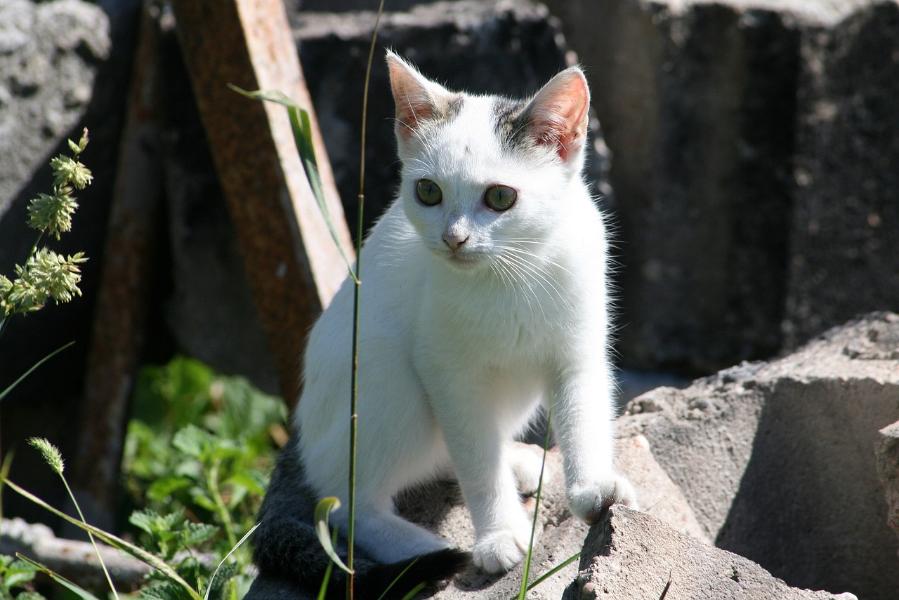 a white cat sitting on top of a pile of rocks, a portrait, by Maksimilijan Vanka, flickr, with pointy ears, it\'s name is greeny, petite girl, wikimedia