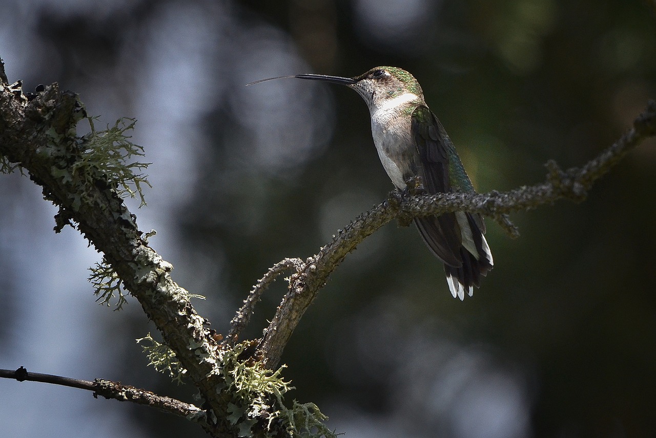 a hummingbird perched on a branch of a tree, by Roy Newell, flickr, photograph credit: ap, above side view, queen of the forest, ( greg rutkowski )