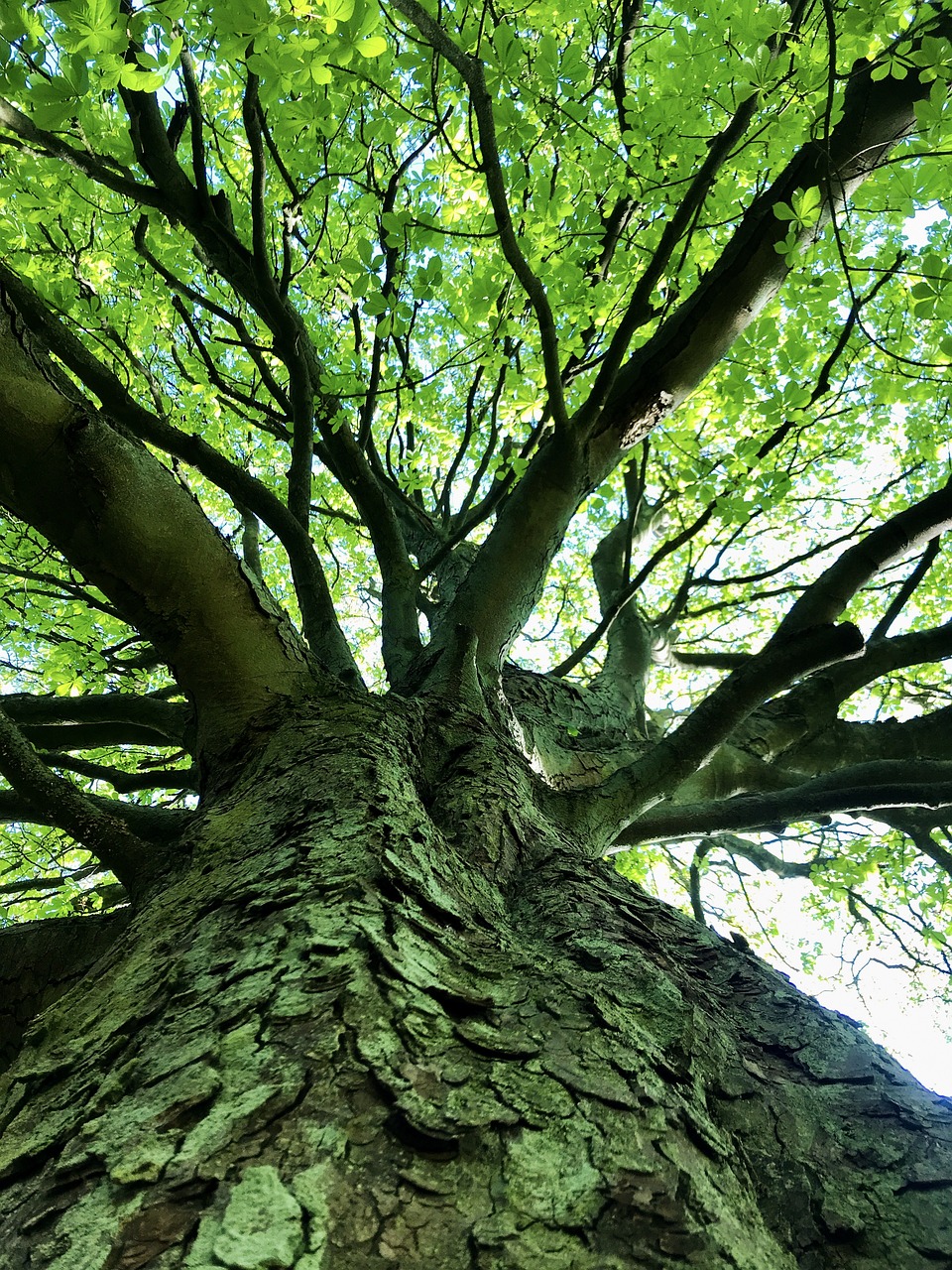 a large tree with lots of green leaves, pexels, naturalism, worm's eye view from floor, istock, detailed veins, one giant oak