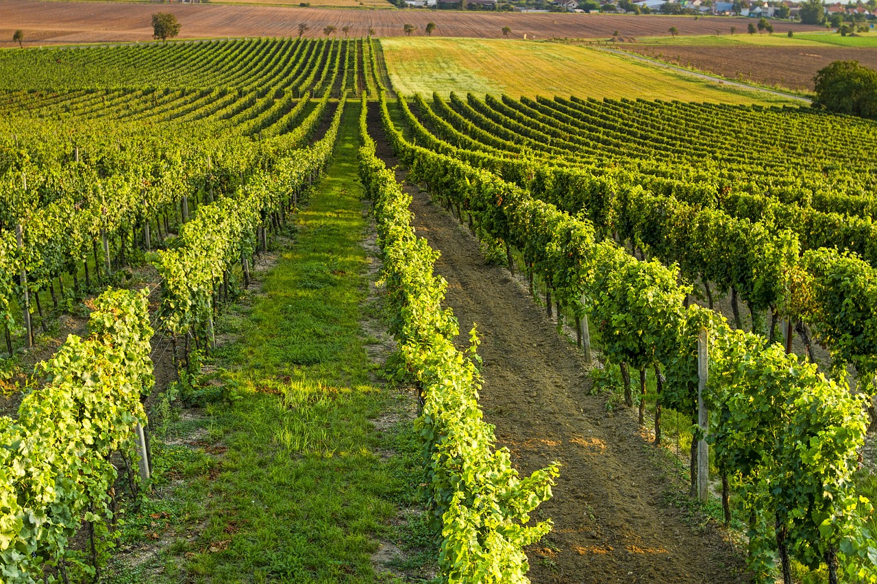 a vineyard with rows of vines in the foreground, a stock photo, by Karl Völker, shutterstock, iowa, summer morning light, very detailed picture, straight camera view