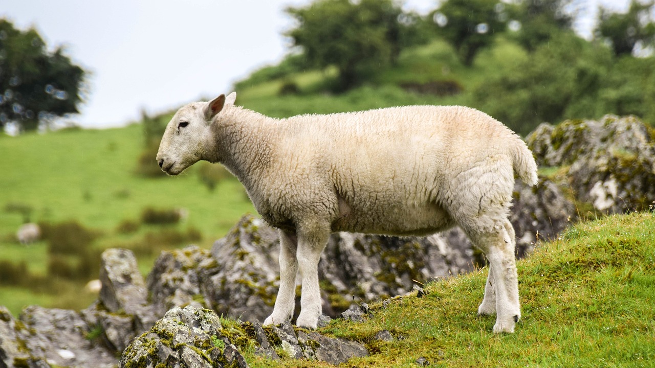 a sheep standing on top of a lush green hillside, a picture, by Edward Corbett, shutterstock, side profile shot, limestone, local conspirologist, lit from the side