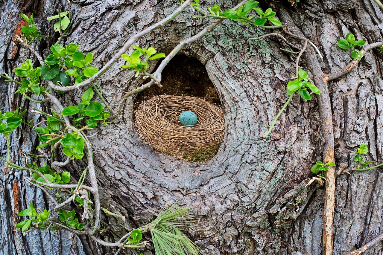 a bird nest in the middle of a tree, flickr, land art, turquoise, portrait n - 9, rhode island, house