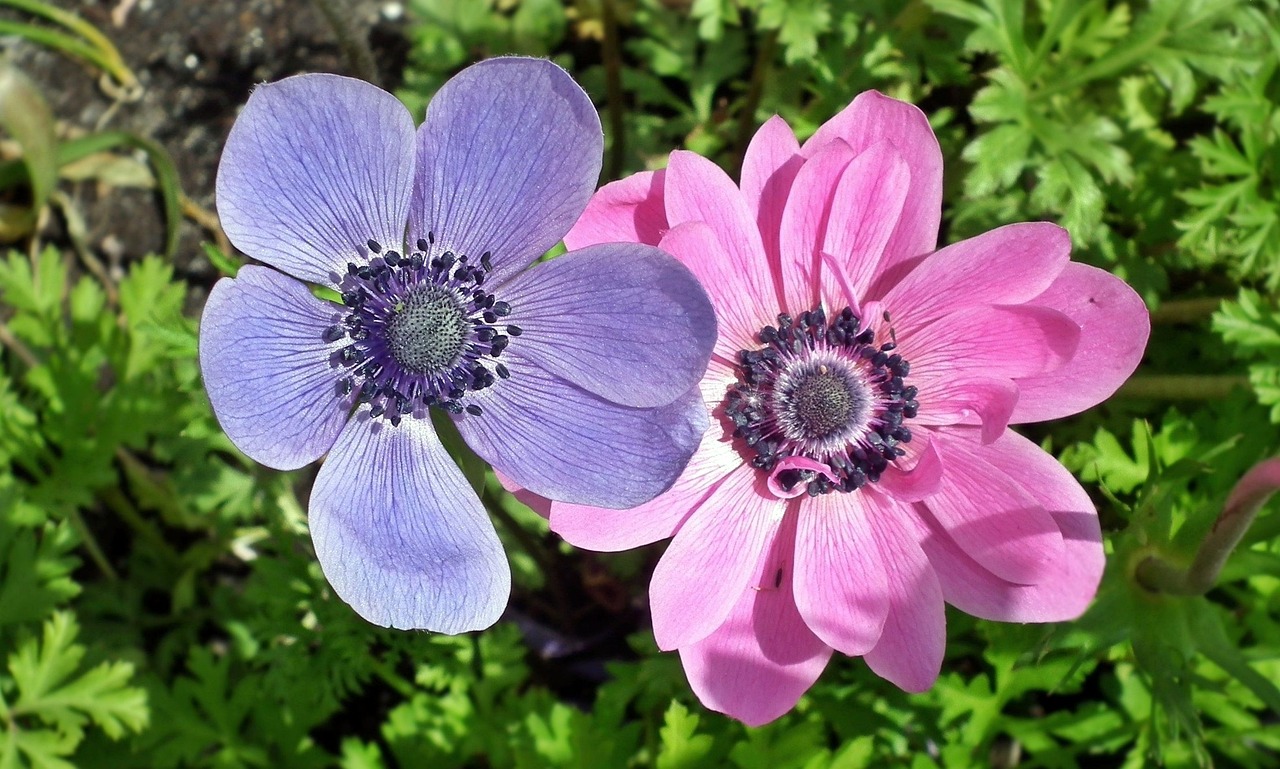 two pink and blue flowers sitting next to each other, by Hans Werner Schmidt, flickr, anemone, wikimedia, green and purple, (flowers)