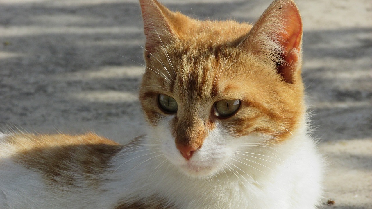 a close up of a cat laying on the ground, a picture, by Nándor Katona, pixabay, photorealism, orange head, with a white muzzle, over-shoulder shot, close up half body shot