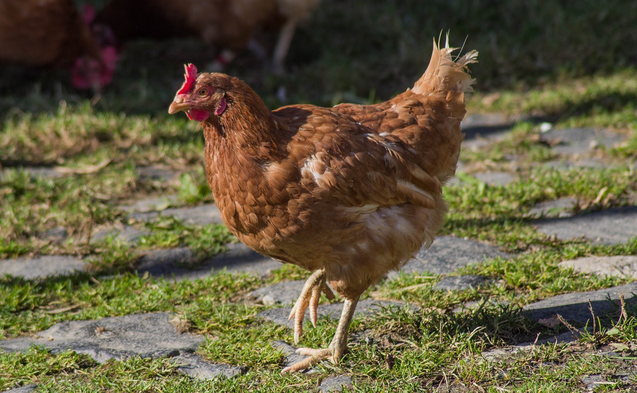 a brown chicken standing on top of a grass covered field, a portrait, shutterstock, shows a leg, reddish - brown, feminine looking, he is floundering
