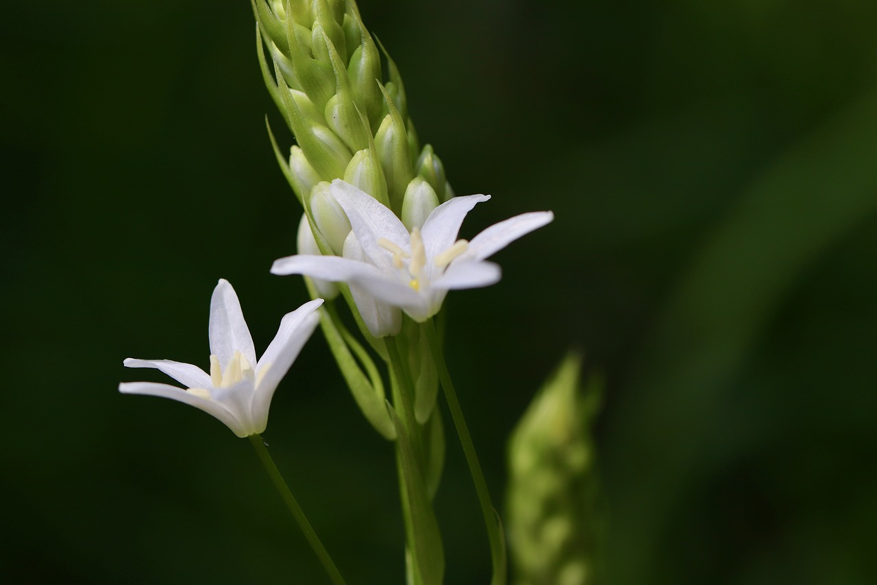 a close up of a plant with white flowers, a macro photograph, hurufiyya, lobelia, flax, closeup photo, close - up photo