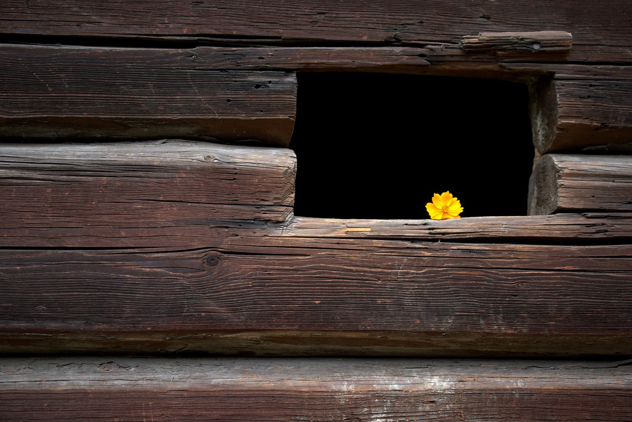 a yellow leaf sticking out of a window in a log cabin, by Ferenc Joachim, shutterstock, minimalism, depicting a flower, hiding behind obstacles, hopeful expression, dark