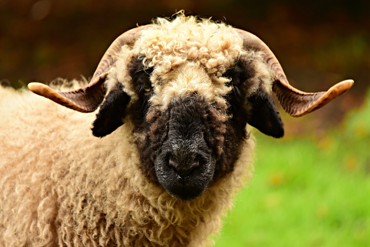 a close up of a sheep with long horns, a portrait, by Edward Corbett, shutterstock, renaissance, mossy head, fierce expression 4k, lop eared, black nose