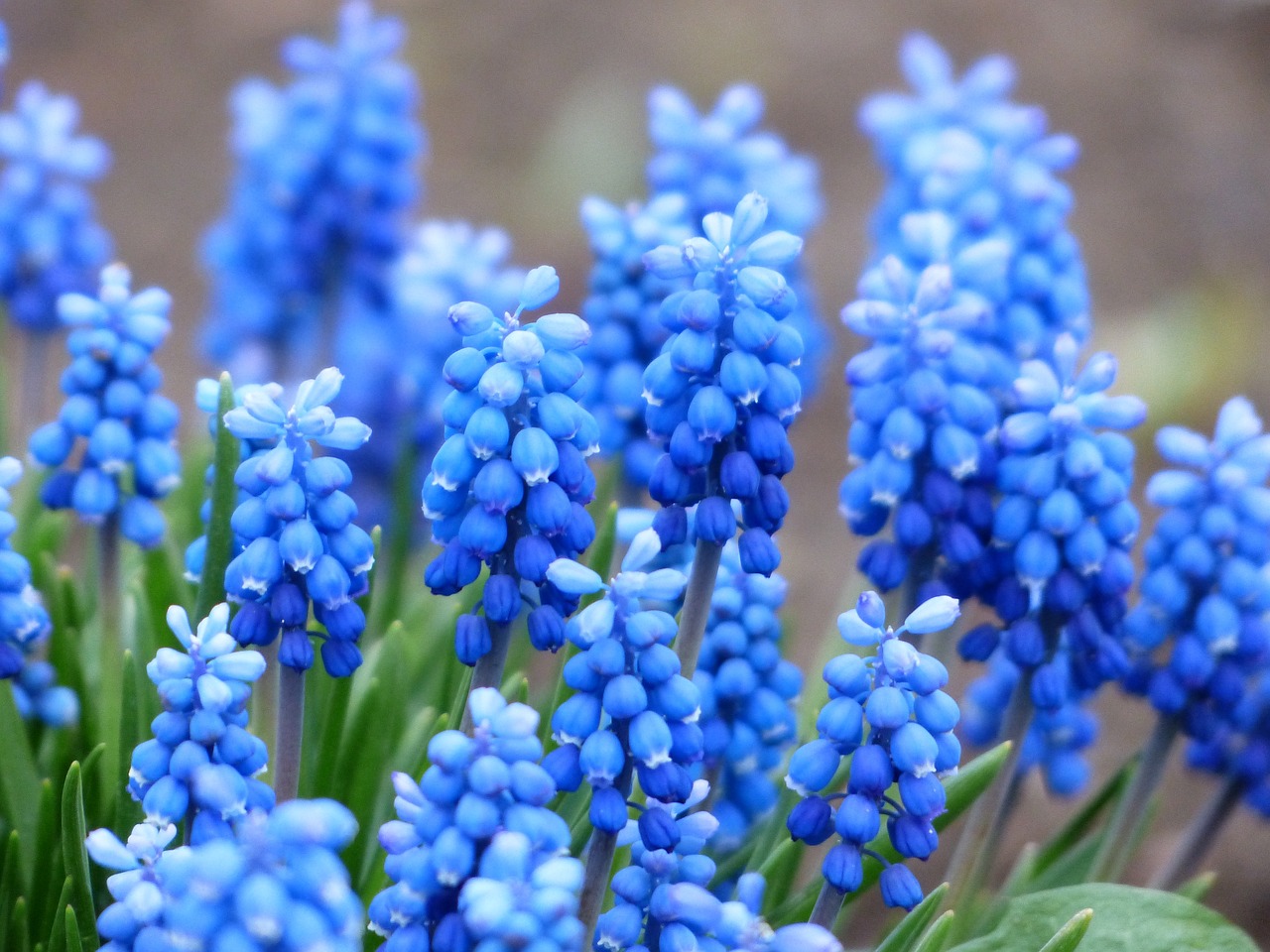 a close up of a bunch of blue flowers, by George Barret, Jr., shutterstock, renaissance, grape hyacinth, full hd, 1 6 x 1 6, 4k post