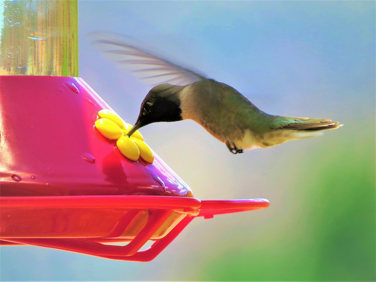 a hummingbird feeding from a bird feeder, a digital rendering, by Dave Melvin, pixabay contest winner, posterized, today's featured photograph 4 k, !!award-winning!!, closeup at the food