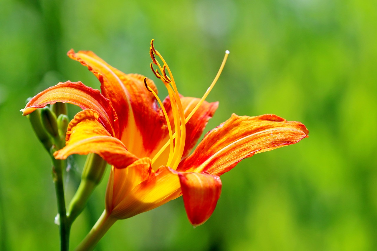 a close up of a flower with a blurry background, a macro photograph, lily flower, rich bright sunny colors, green and orange theme, bright summer day