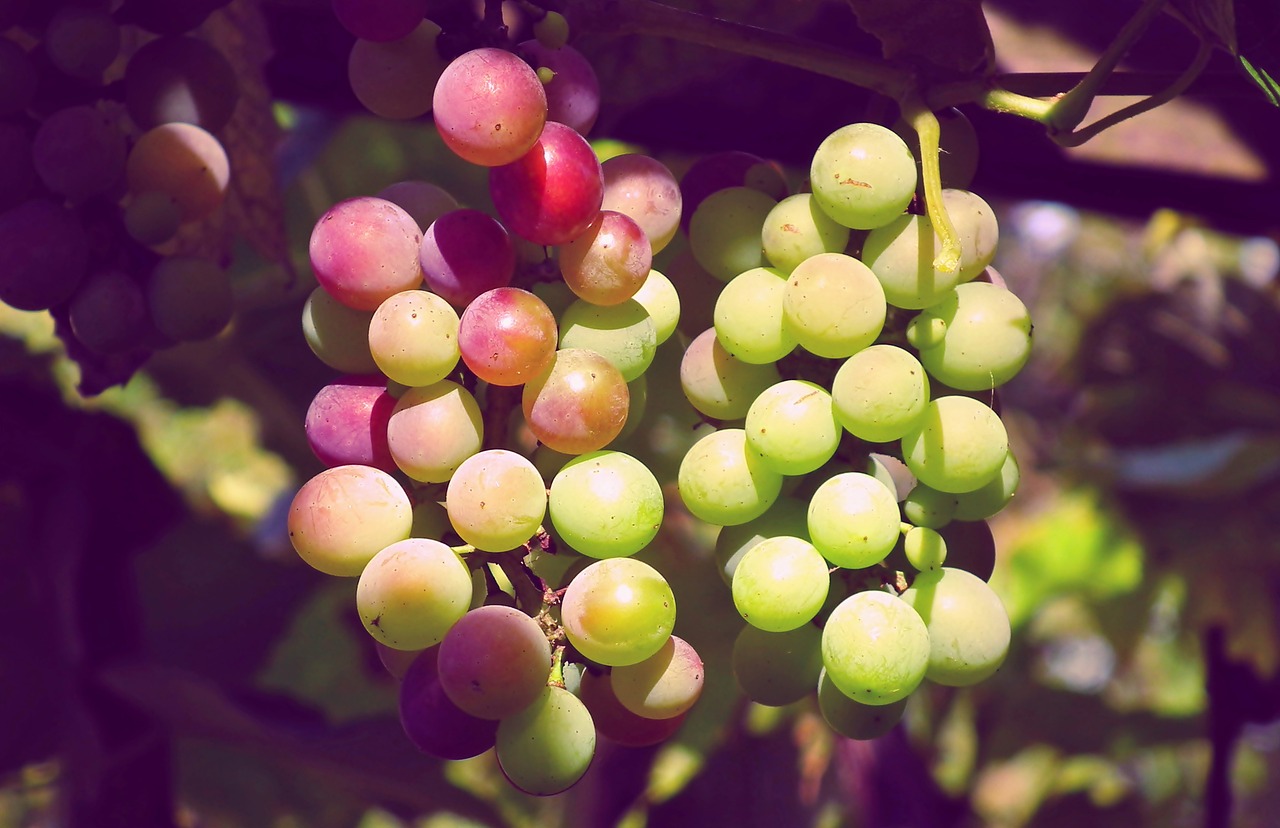 a bunch of green and red grapes hanging from a tree, by Pamela Ascherson, flickr, retro effect, pink white and green, grain”, suns