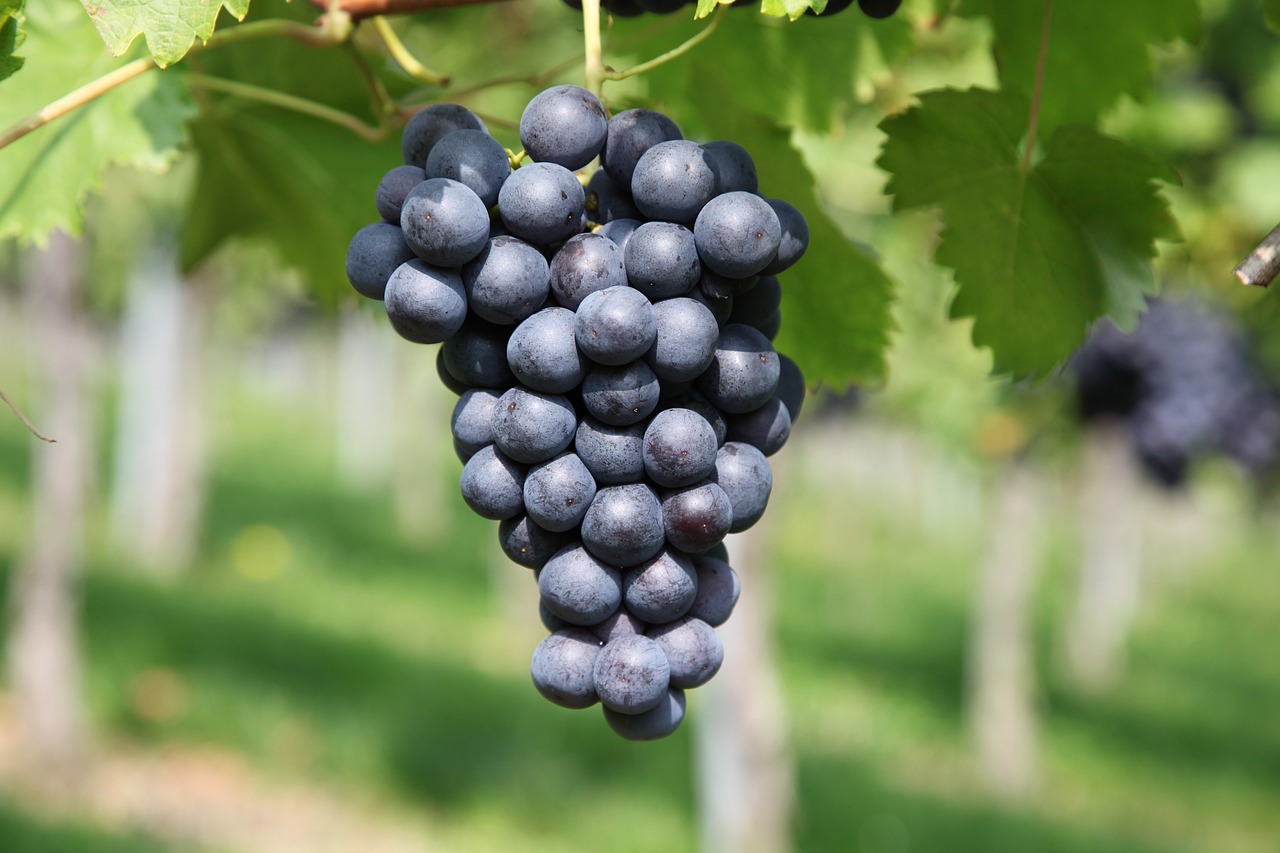 a bunch of black grapes hanging from a vine, a picture, by Karl Völker, shutterstock, bauhaus, close up iwakura lain, stock photo