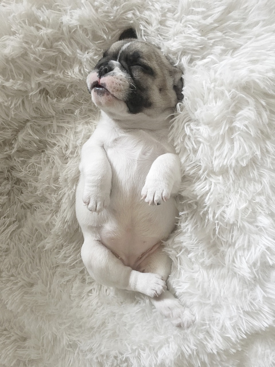 a small dog laying on top of a fluffy white blanket, by Emma Andijewska, pexels, she has a jiggly fat round belly, photoshopped, full body! shot, smiling down from above