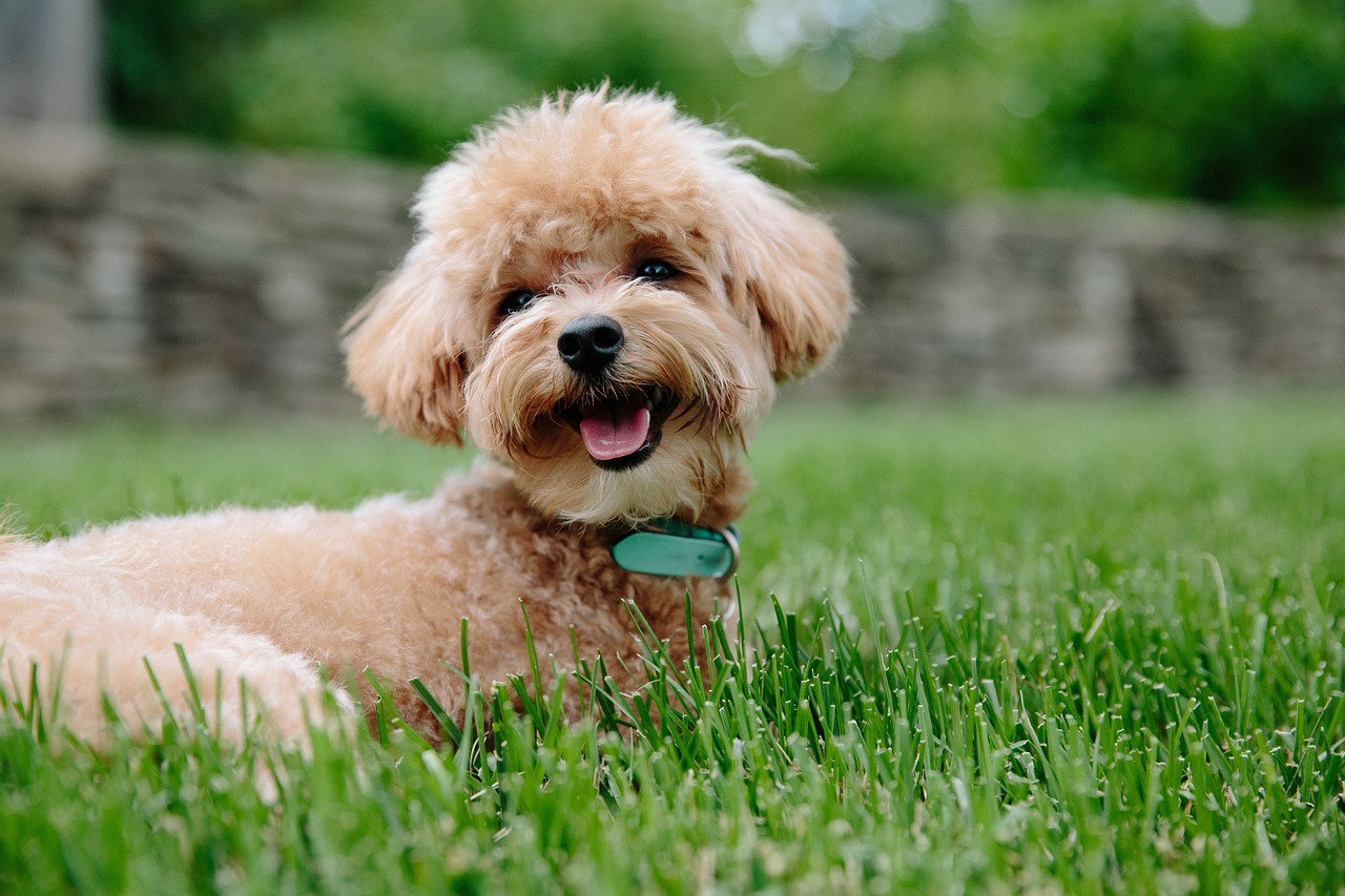 a dog that is laying in the grass, small smile, looking confident, tag, high res photo