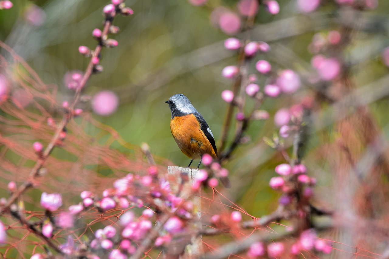 a small bird sitting on top of a wooden post, by Peter Churcher, figuration libre, sakura blooming on background, orange and blue colors, taiwan, tourist photo