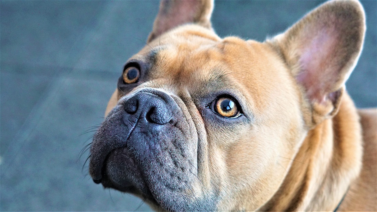 a close up of a dog looking at the camera, a picture, pexels, photorealism, french bulldog, fierce expression 4k, afp, very very very realistic
