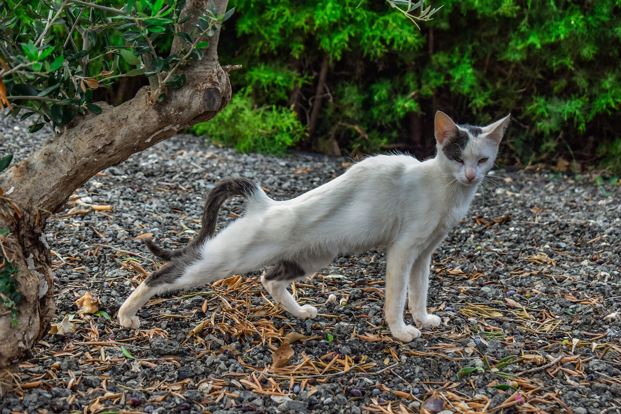 a white cat standing next to a tree, shutterstock, arabesque, in a fighting pose, crawling on the ground, very sharp photo, boy with cat ears and tail