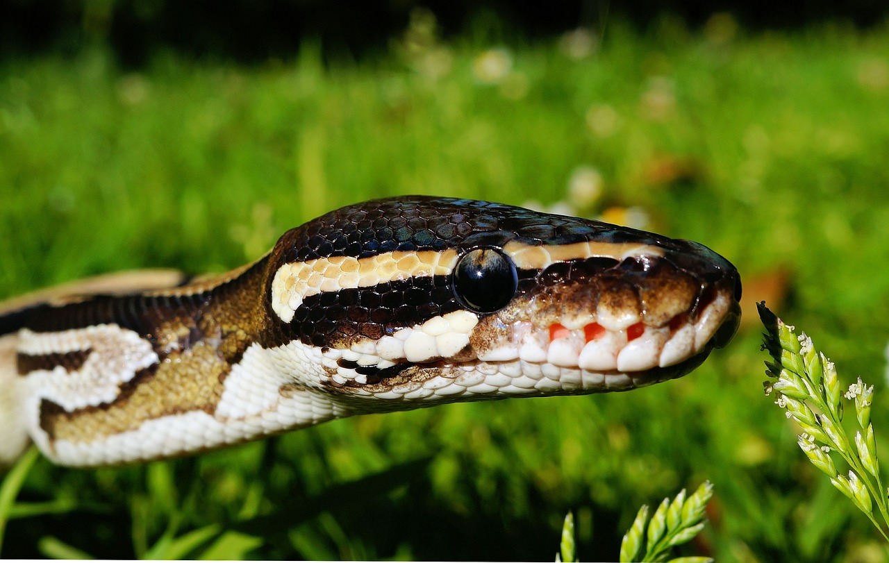a close up of a snake in the grass, a portrait, by Alexander Runciman, flickr, biting lip, long arm, about to consume you, 3 4 5 3 1