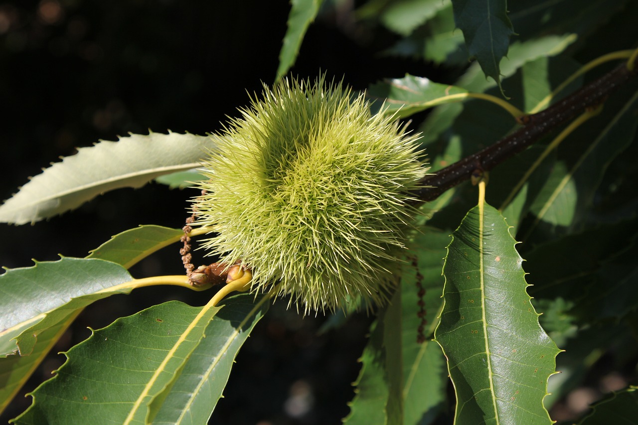 a close up of a flower on a tree, hurufiyya, chestnut hair, puffy, close-up product photo