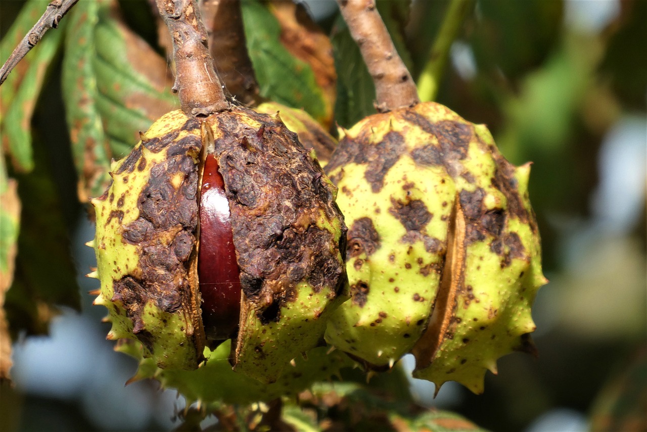 a close up of a fruit on a tree, hurufiyya, photo of poor condition, growths, walnuts, full device