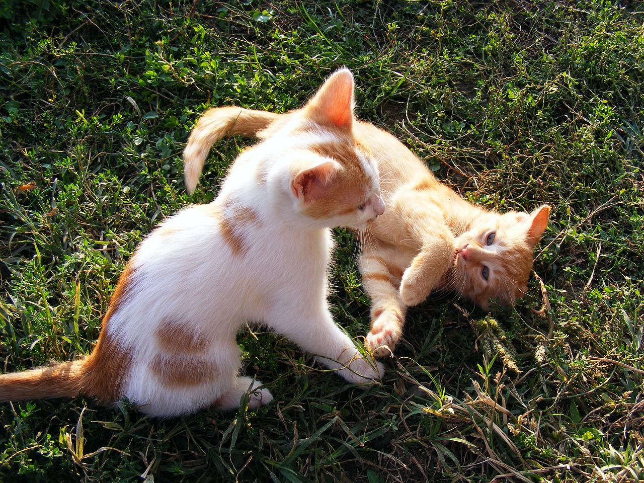 two cats playing with each other in the grass, flickr, orange and white, shiny skin”, cute boys, petros and leonid