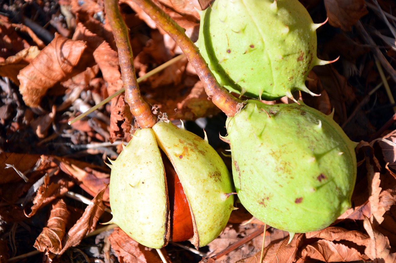 a couple of green fruit sitting on top of a pile of leaves, a photo, hurufiyya, giant thorns, very sharp photo, outdoor photo, close - up photo