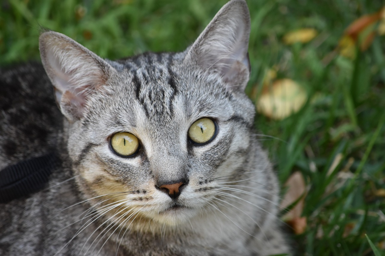 a cat that is sitting in the grass, a portrait, by Maksimilijan Vanka, shutterstock, silver, an indifferent face, closeup photo, close up photo