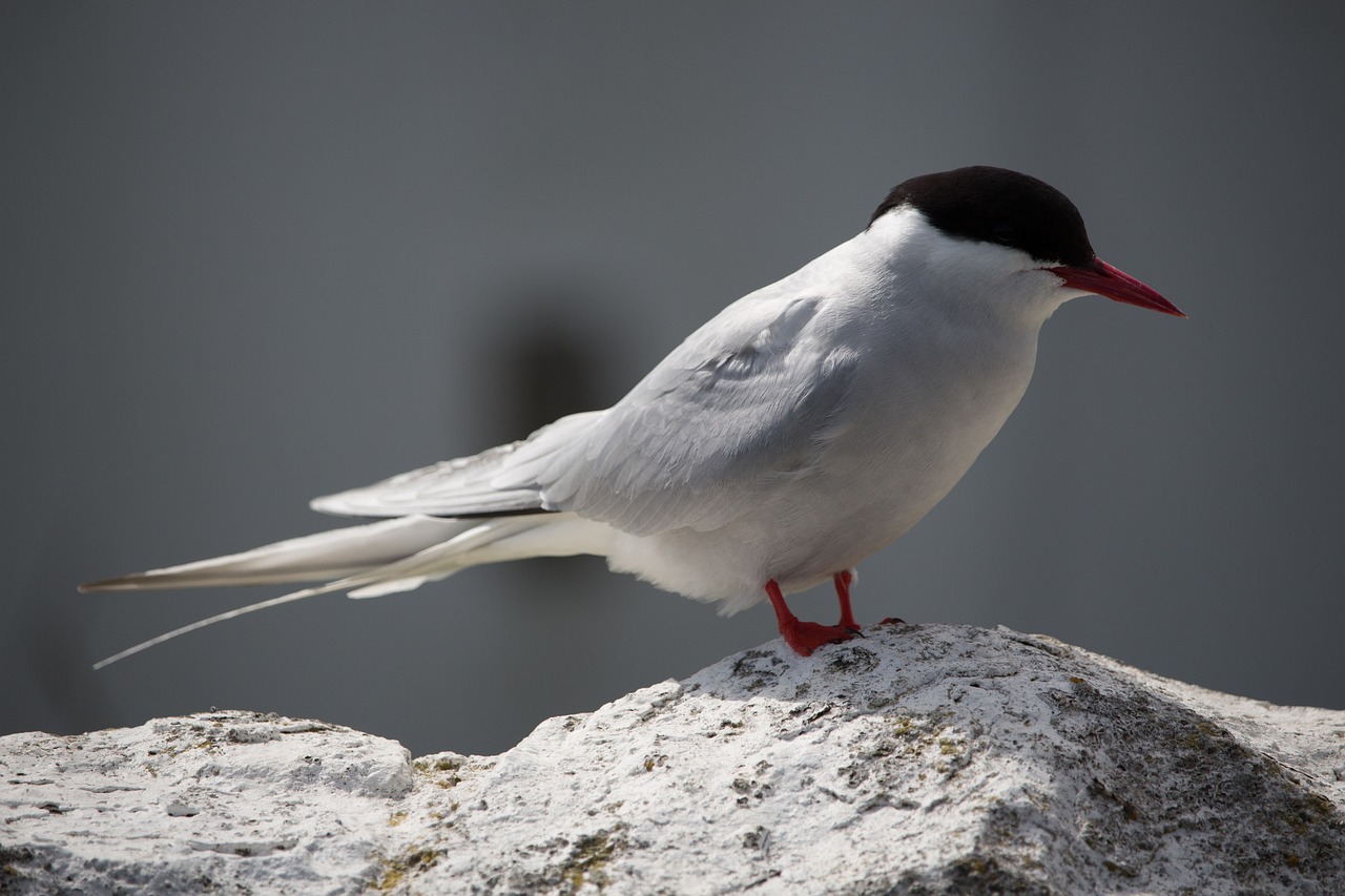a white and black bird sitting on top of a rock, arabesque, red-eyed, rounded beak, very elegant features, sleek white