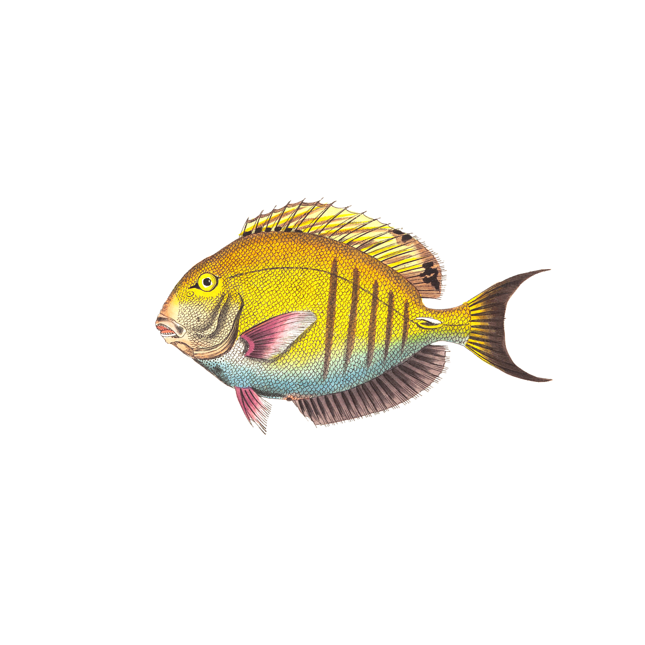 a close up of a fish on a black background, an illustration of, by Robert Medley, shutterstock, full color illustration, high detail illustration, vignette illustration, butterflyfish