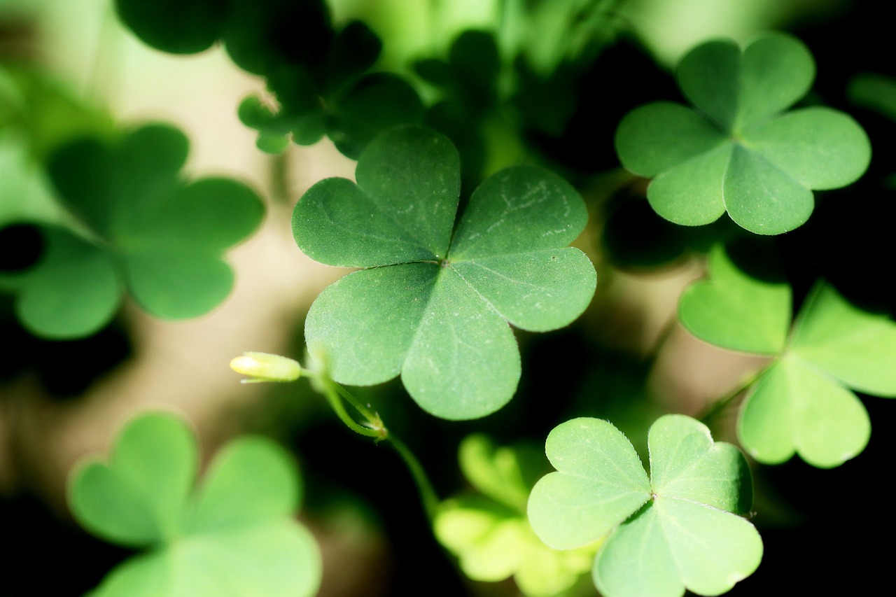 a group of four leaf clovers sitting next to each other, by Andrew Domachowski, hurufiyya, wallpaper mobile, small depth of field, many small details, green leaves