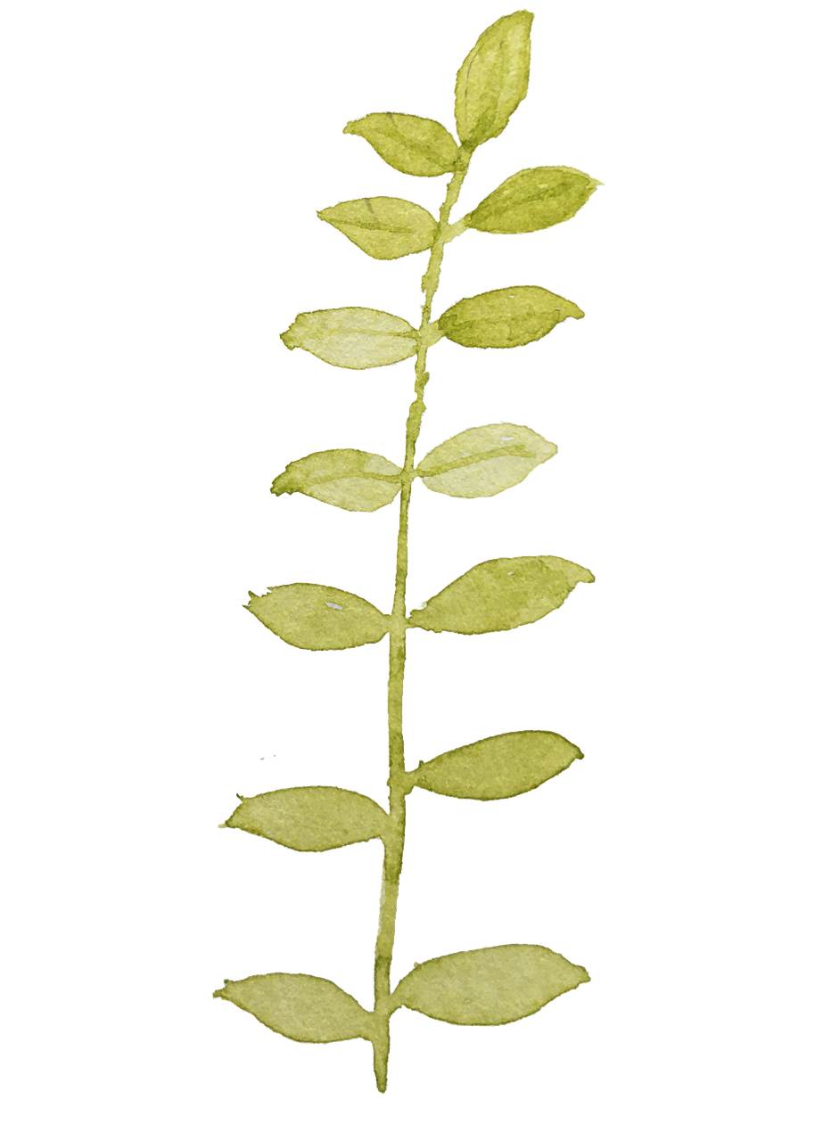 a close up of a plant with green leaves, a digital rendering, folk art, on black background, taken with a pentax1000, tall kelp, - h 1 0 2 4