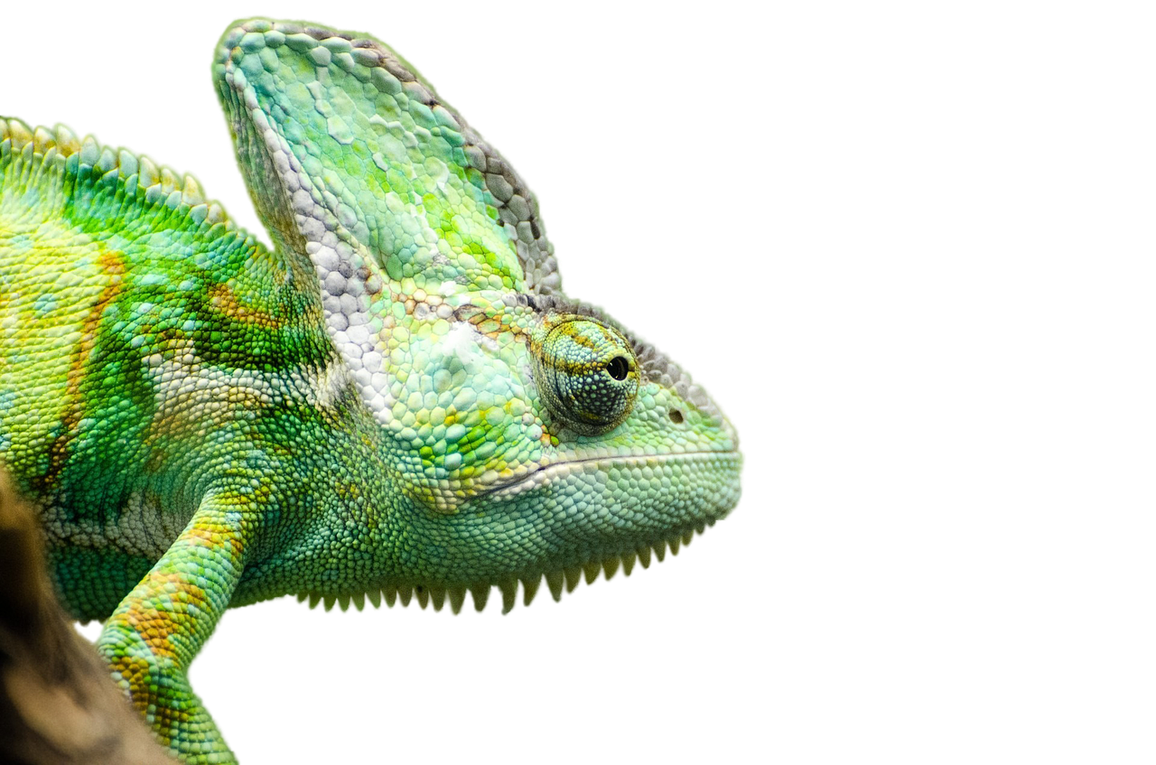 a close up of a chamelon on a branch, a macro photograph, by Adam Marczyński, shutterstock, renaissance, chameleon, in front of a black background, skin painted with green, high angle close up shot