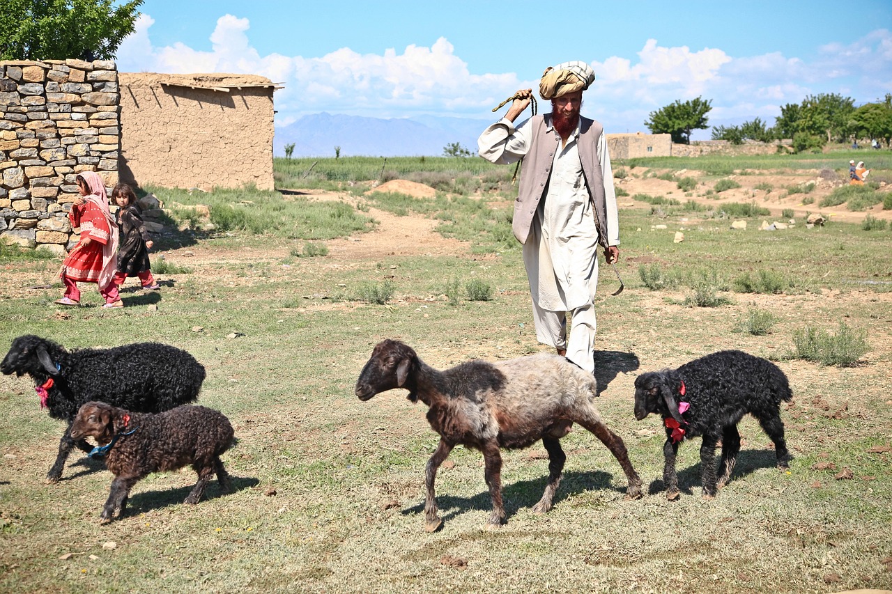 a man walking a herd of sheep across a grass covered field, a picture, dau-al-set, an afghan male type, family photo, at noon, flash photo